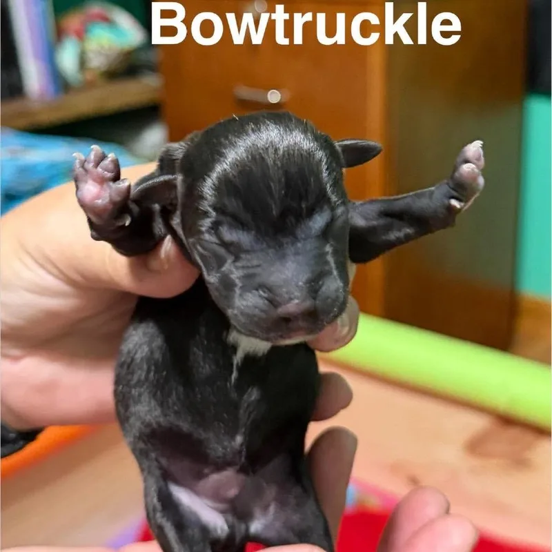 A baby small-sized male Mixed Breed dog named Bowtruckle for adoption in Spring Hill, KS