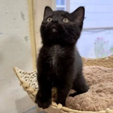 A baby small-sized female Black Domestic Short Hair cat named Edith C for adoption in Princeton, MN