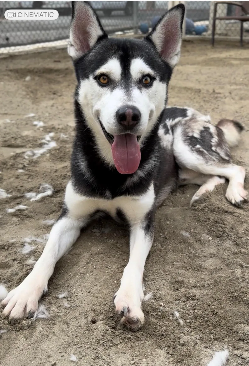 Rufus