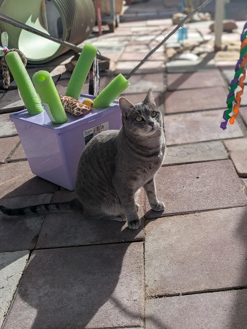 An adult medium-sized female Domestic Short Hair cat named Shadow for adoption in Williamsburg, NM