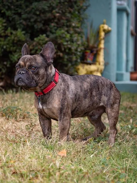 An adult medium-sized male Brindle French Bulldog dog named Brisket for adoption in Los Angeles, CA