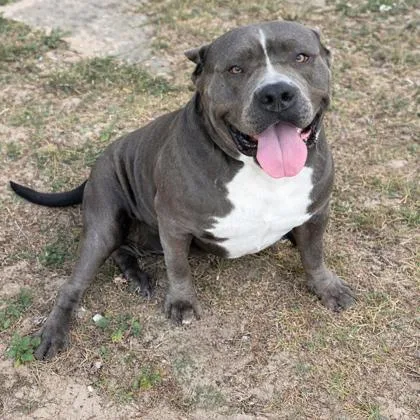 An adult large-sized female Gray / Blue / Silver American Bully dog named Vi for adoption in Inverness, FL