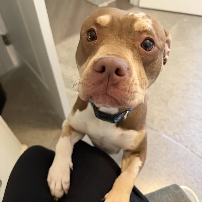 An adult medium-sized female Brown / Chocolate Pit Bull Terrier dog named Hazel for adoption in Northville, MI