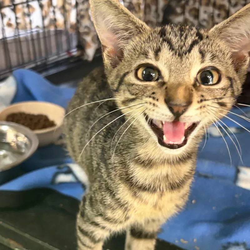 A baby small-sized male Brown / Chocolate Domestic Short Hair cat named Mr. M for adoption in Melrose, FL