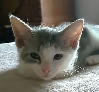 Bitsy