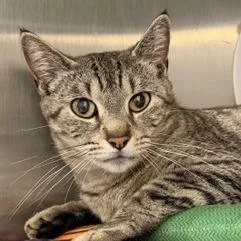 An adult medium-sized female Domestic Short Hair cat named Ethel for adoption in Cumming, GA
