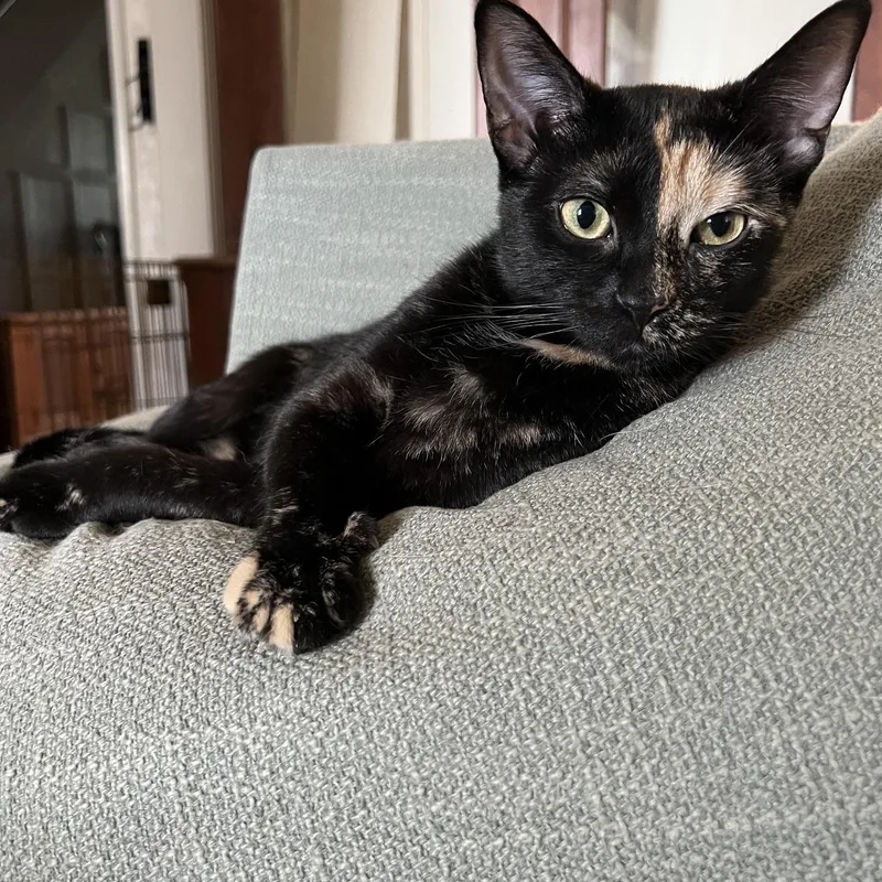 A young medium-sized female Tortoiseshell cat named Violet for adoption in Honeoye, NY
