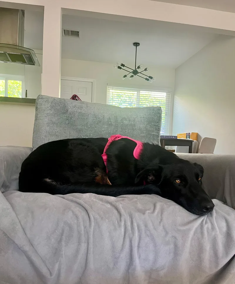 A young medium-sized female Labrador Retriever dog named Willow for adoption in oriskany, NY