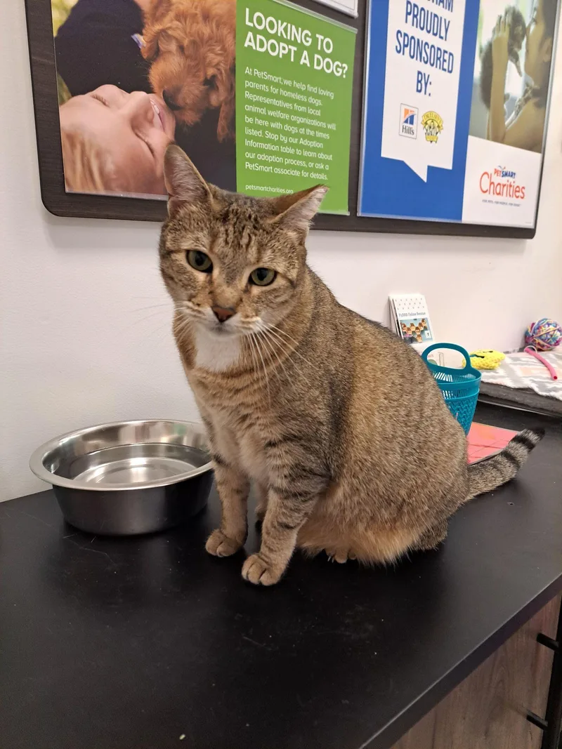 An adult medium-sized female Domestic Short Hair cat named Diamond for adoption in Gonic, NH