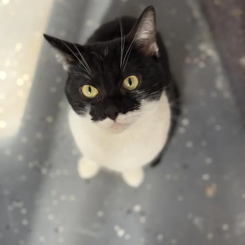 An adult small-sized male Black Domestic Short Hair cat named Money for adoption in Nokesville, VA
