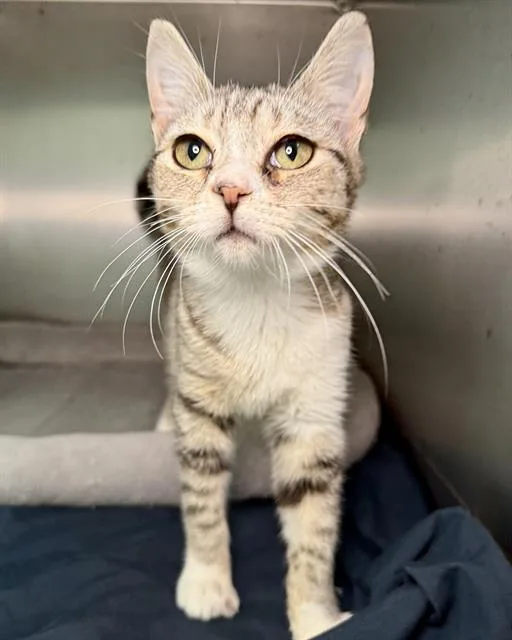 A baby small-sized female Domestic Short Hair cat named Yasmina for adoption in Fort Walton Beach, FL