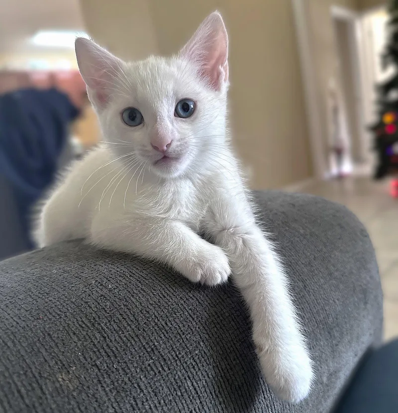 Biscuits