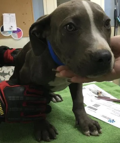 A young small-sized male Pit Bull Terrier dog named Kobi for adoption in Riverside, CA