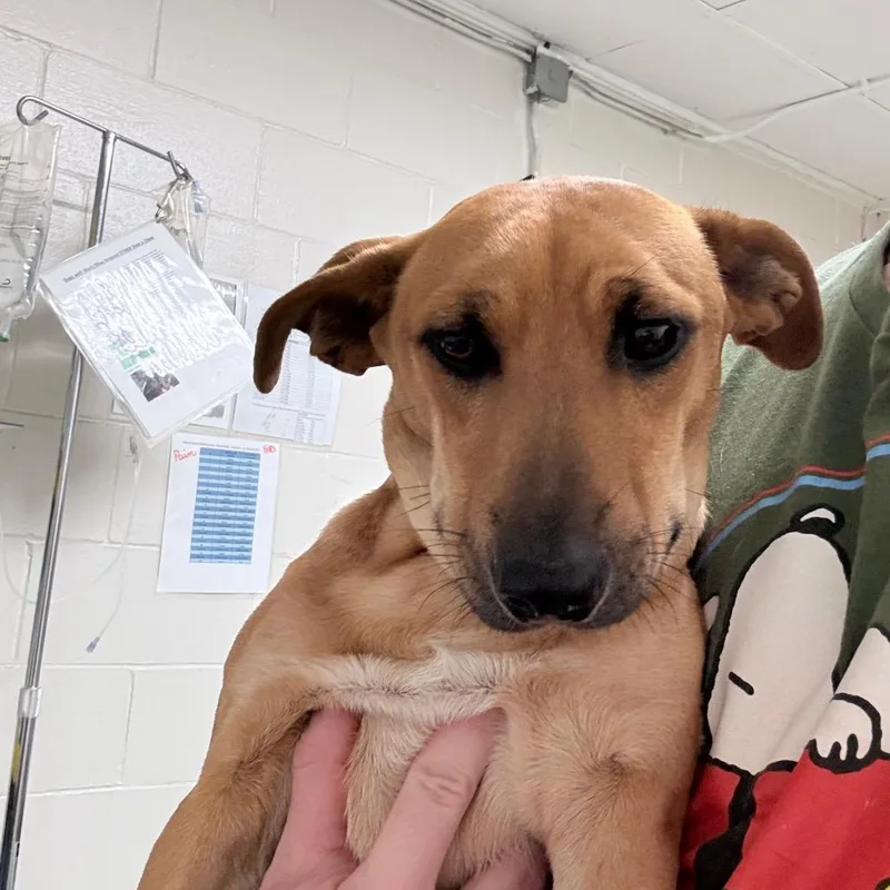 An adult small-sized male Yellow / Tan / Blond / Fawn Dachshund dog named Oskar for adoption in Birmingham, AL