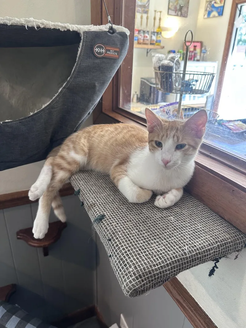 A young small-sized male Orange & White Domestic Short Hair cat named Rizzo for adoption in Frostproof, FL