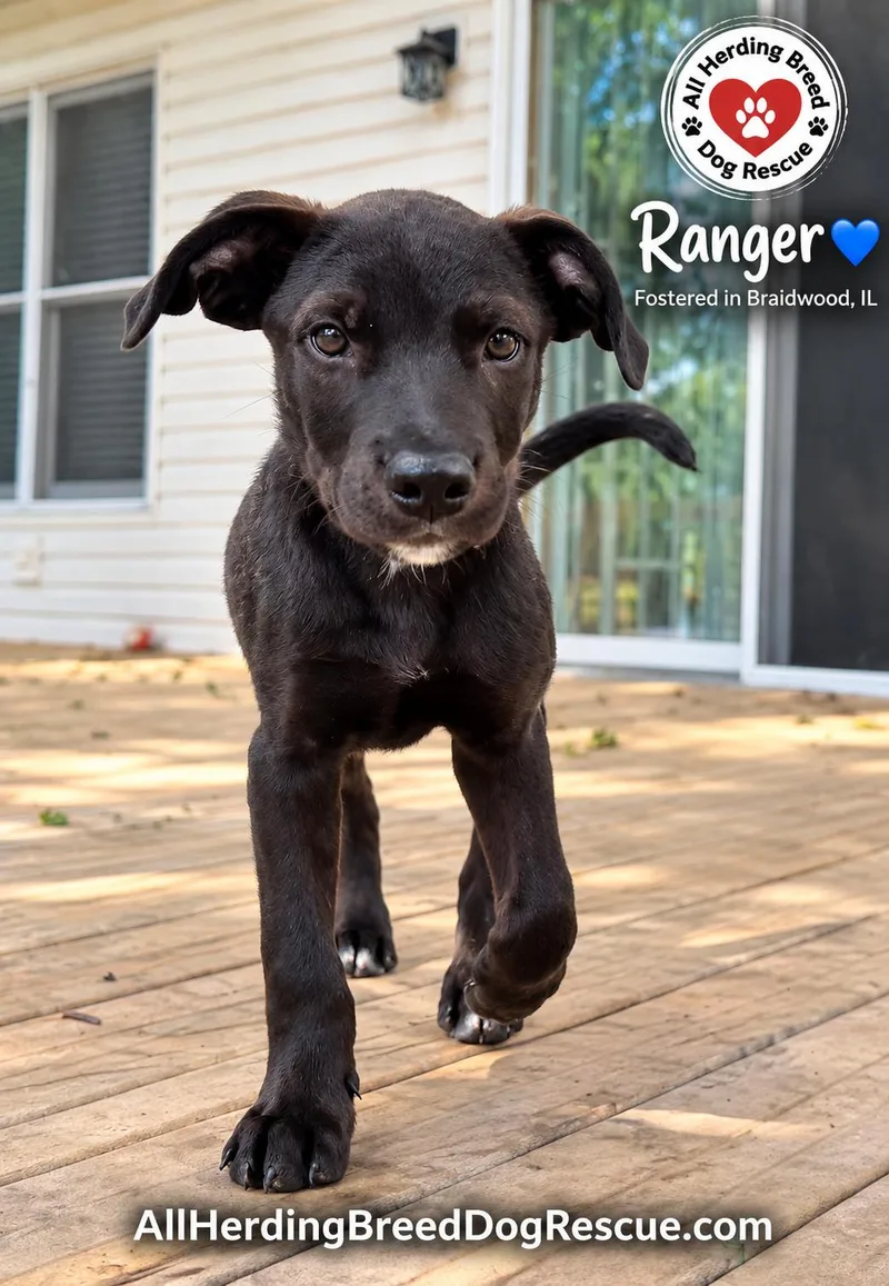 A baby medium-sized male Black Labrador Retriever dog named Ranger for adoption in Joliet, IL