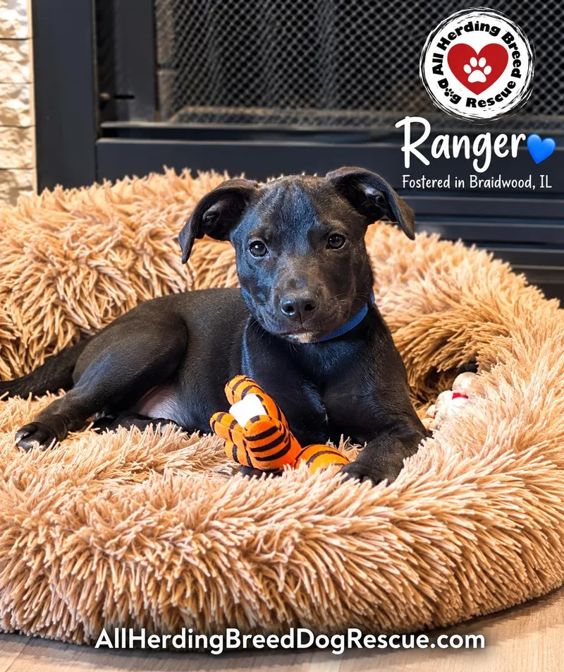 Ranger thumbnail 2