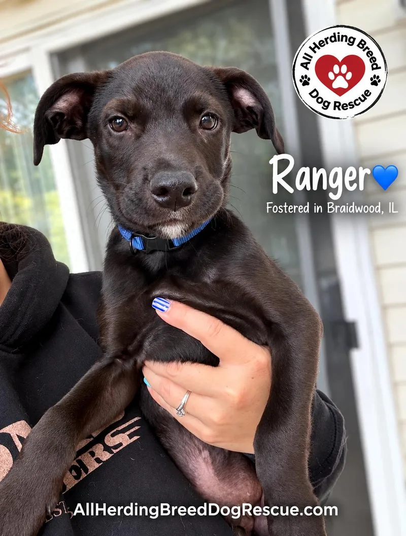 Ranger thumbnail 3