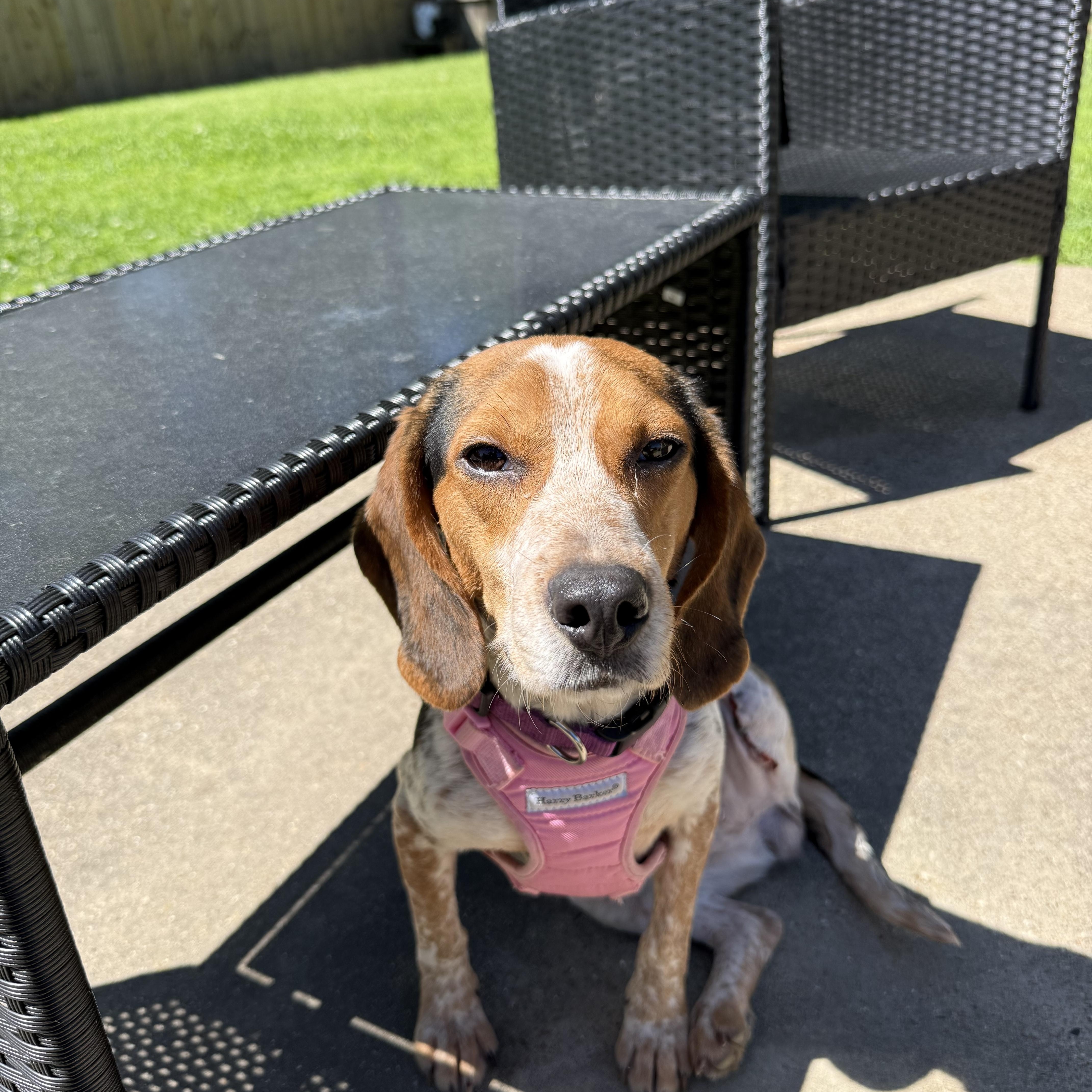 A young small-sized female Beagle dog named Ginger for adoption in Queen City, TX