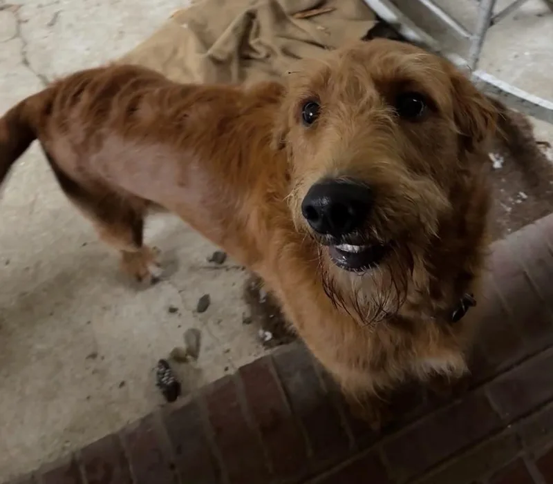 Elmer. Videos