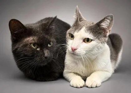 An adult small-sized male Domestic Short Hair cat named Hoochie Minh & Salem for adoption in Bowling Green, KY