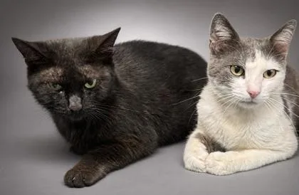 Hoochie Minh & Salem thumbnail 2