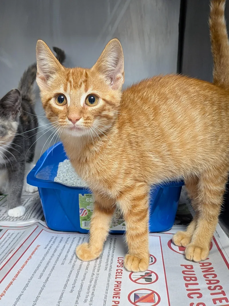 A baby medium-sized male Tabby (Orange / Red) Domestic Short Hair cat named Solstice for adoption in Heathsville, VA