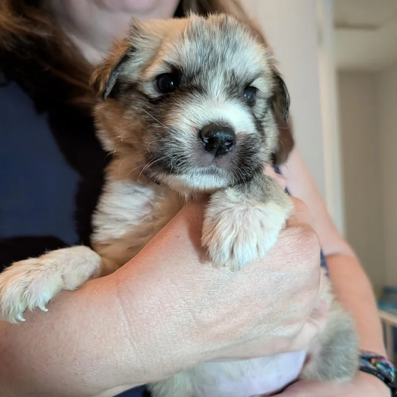 A baby small-sized male Brown / Chocolate Great Pyrenees dog named Kingpin for adoption in Lynchburg, VA