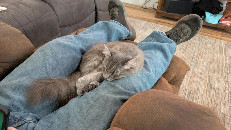 An adult medium-sized female Domestic Long Hair cat named Sterling & Amelia for adoption in North Platte, NE