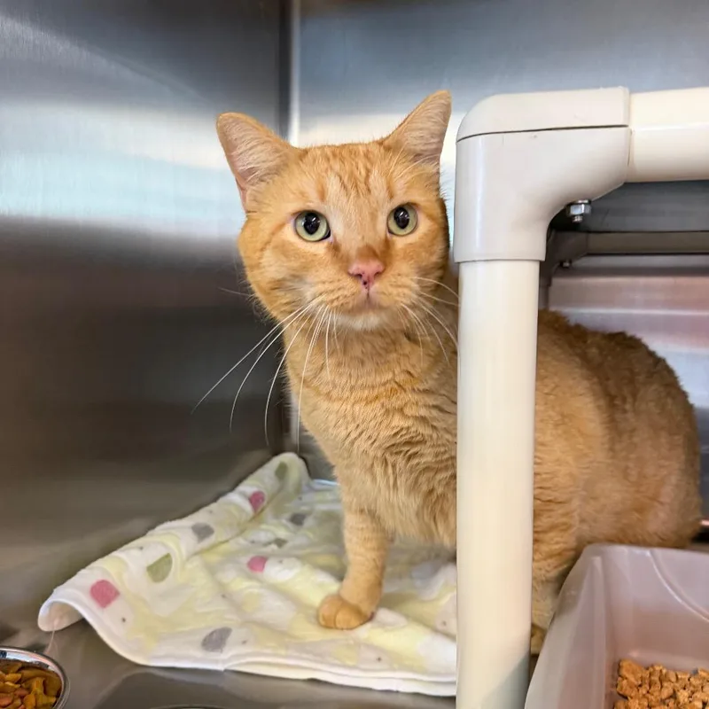 An adult small-sized male Domestic Short Hair cat named Moto Moto for adoption in Spanish Fork, UT