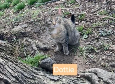 A young small-sized female Domestic Short Hair cat named Dottie for adoption in Olney, IL