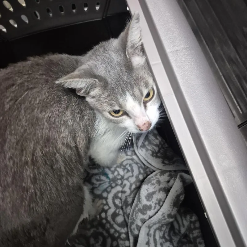 A young medium-sized female Domestic Short Hair cat named Coral Bell for adoption in Tacoma, WA