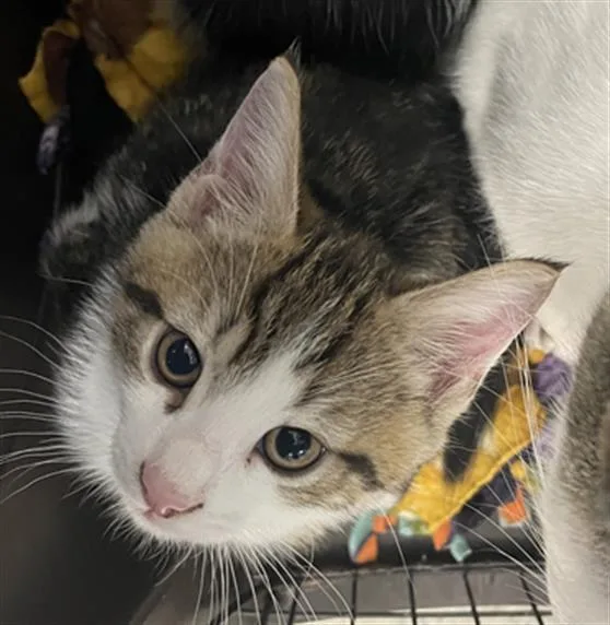 A baby small-sized male Domestic Short Hair cat named Calisto Ii for adoption in Fairfield, CA