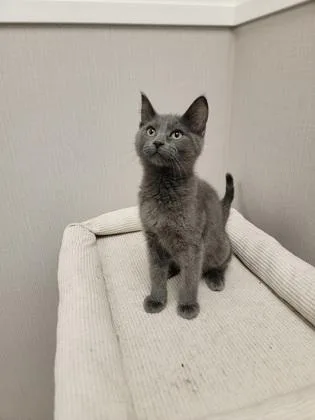 A baby small-sized male Domestic Short Hair cat named Up for adoption in Fergus Falls, MN