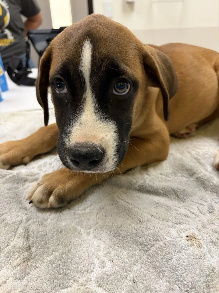 A baby small-sized male Brown / Chocolate Mixed Breed dog named Peppermint Butler for adoption in Raleigh, NC