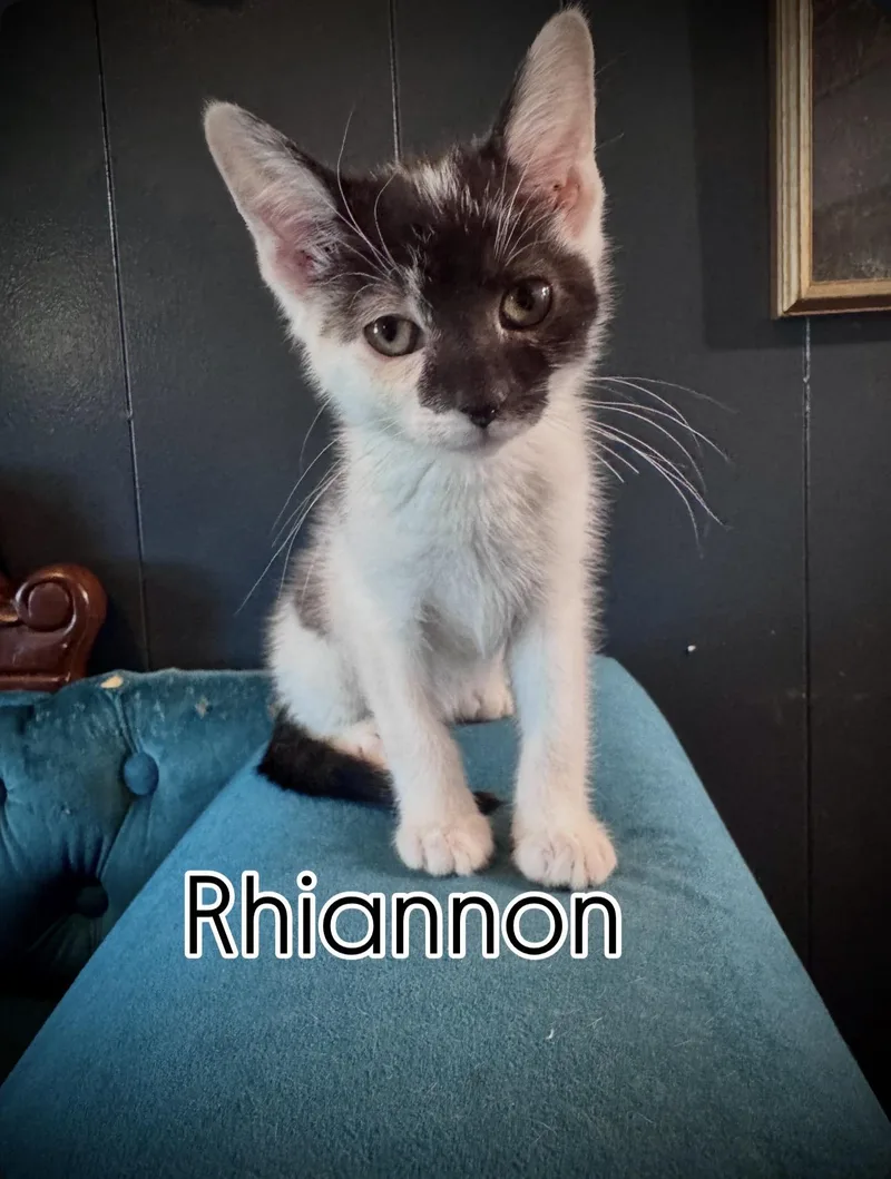 A baby medium-sized female Black & White / Tuxedo Domestic Short Hair cat named Rhiannon for adoption in Avoca, PA
