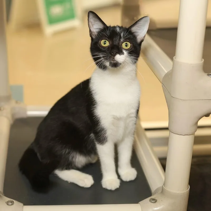 A baby small-sized female Black Domestic Short Hair cat named Gangle for adoption in Evansville, IN