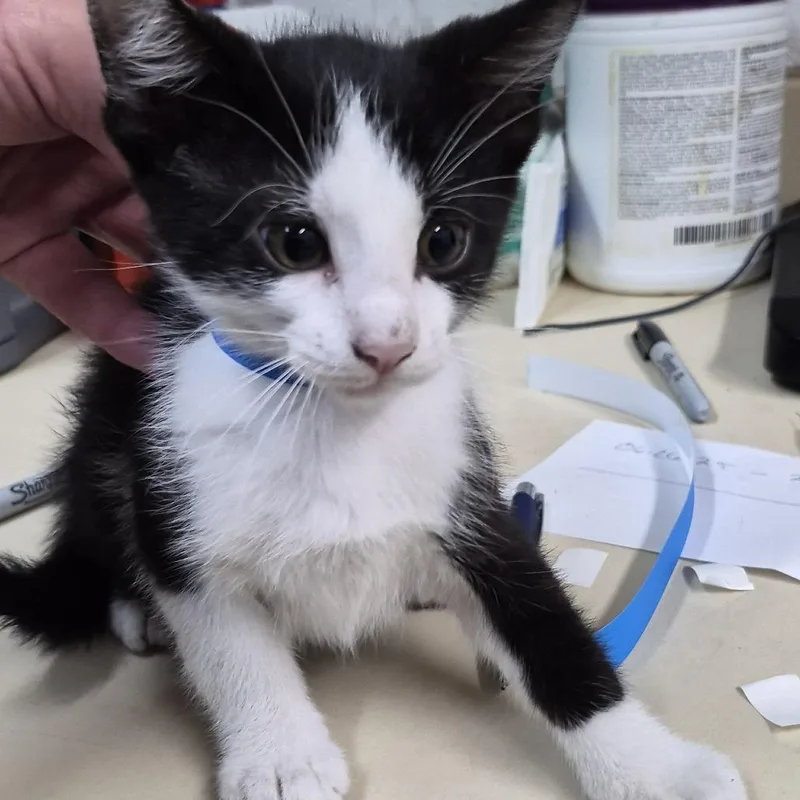 A baby small-sized male Black Domestic Short Hair cat named Fang for adoption in Ardmore, OK