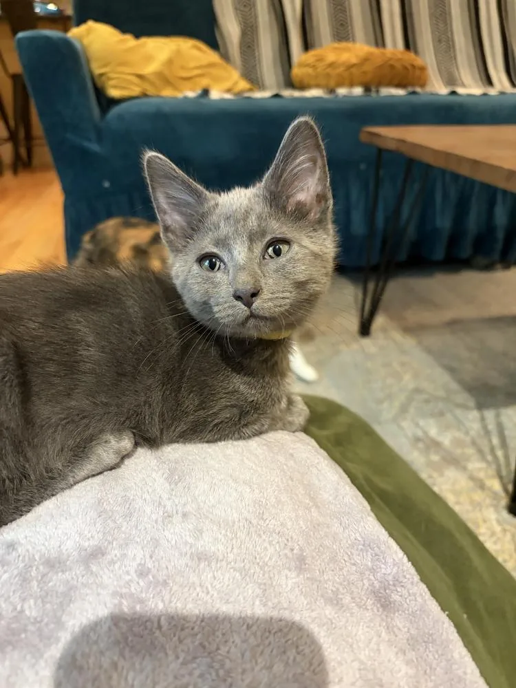 A baby small-sized male Domestic Medium Hair cat named Rothko for adoption in Chicago, IL