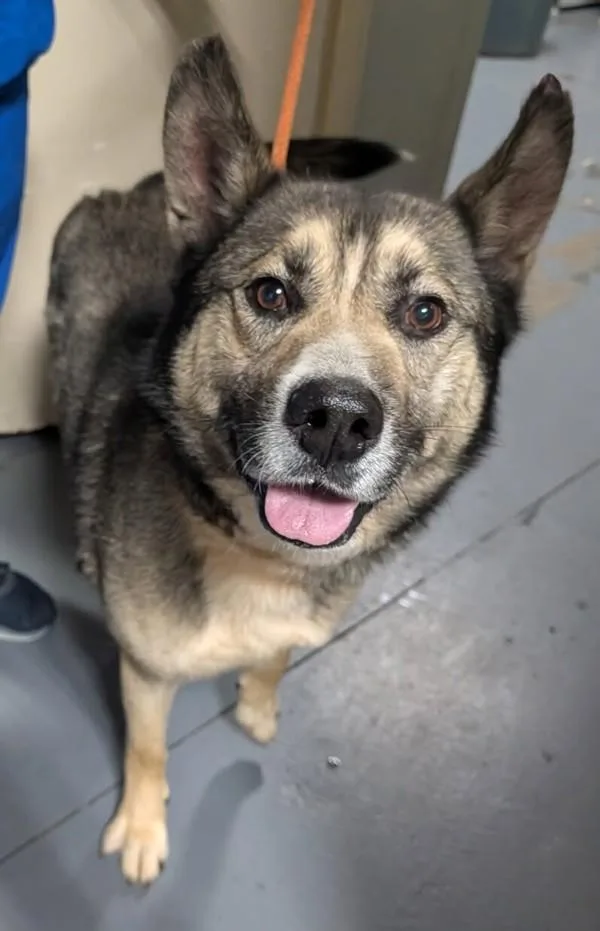 An adult large-sized male Shepherd dog named B Nathan for adoption in Dallas, GA