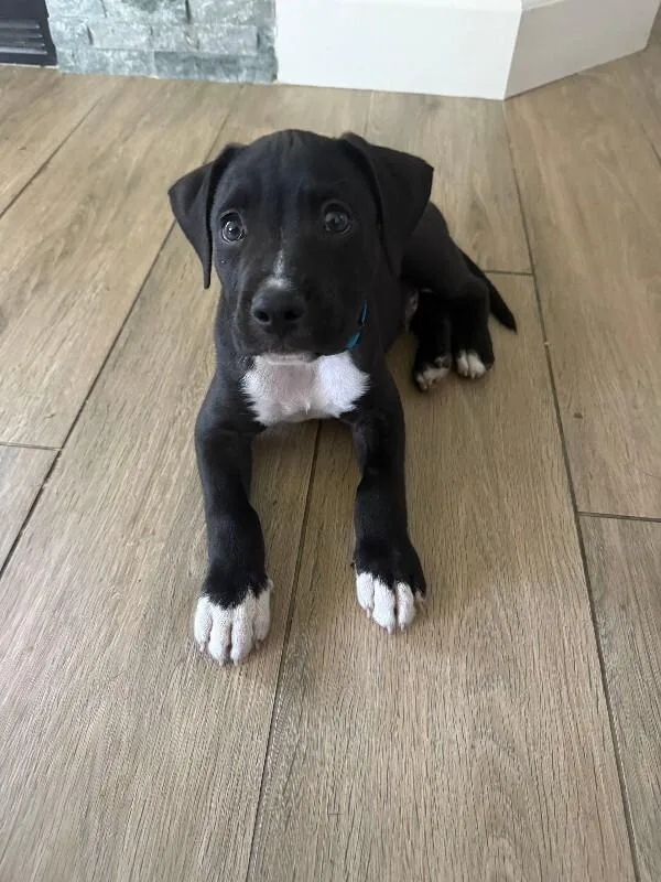 A young medium-sized male Black Pit Bull Terrier dog named Bentley for adoption in Manhattan Beach, CA