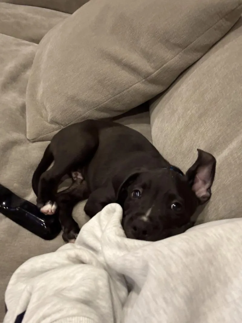 Bentley thumbnail 5