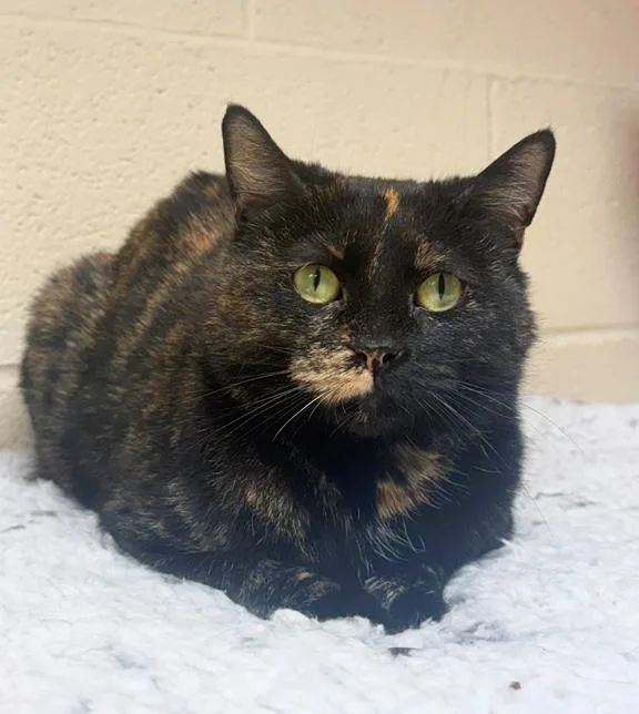 A young medium-sized female Black Domestic Short Hair cat named Hazel for adoption in Schaumburg, IL