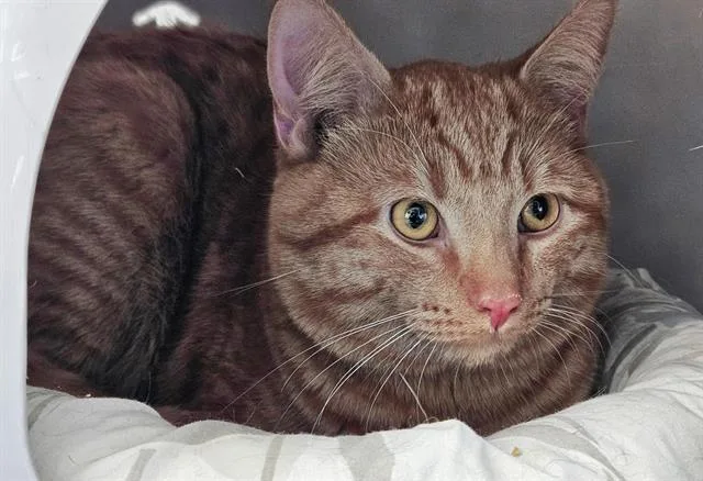 An adult large-sized male Domestic Short Hair cat named Cheeto for adoption in Albuquerque, NM