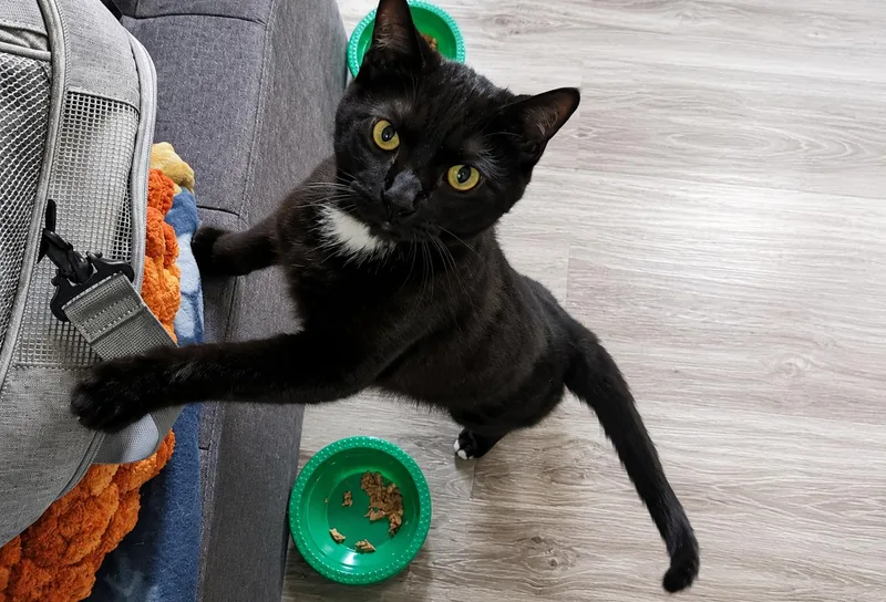 A young medium-sized male Black & White / Tuxedo Domestic Short Hair cat named Marsh for adoption in Lemoyne, PA