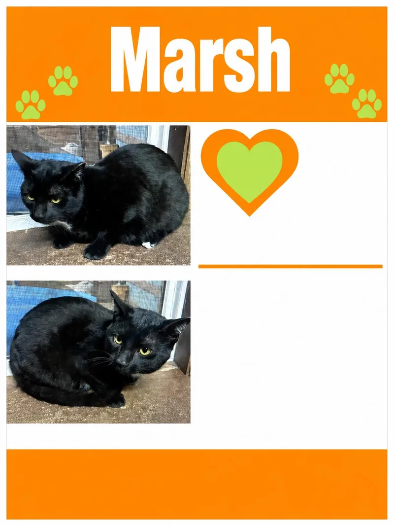 Marsh thumbnail 2