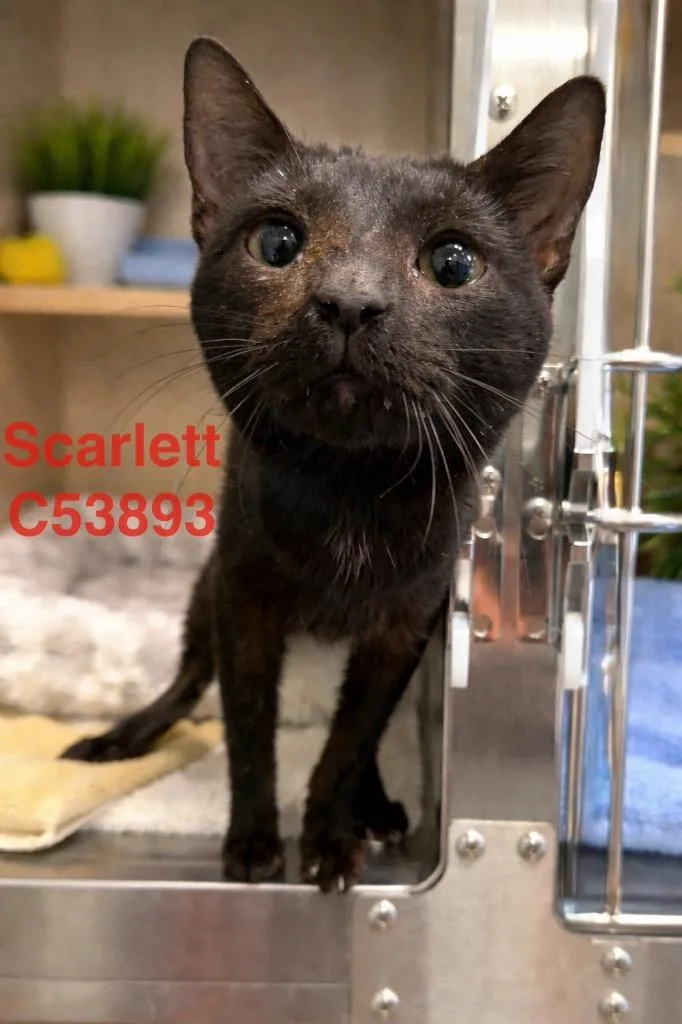 Scarlett thumbnail 2