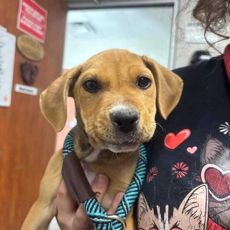 A baby small-sized female Brown / Chocolate Beagle dog named Papita for adoption in Yuma, AZ