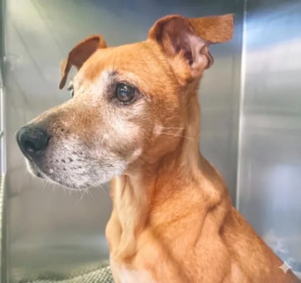 A senior medium-sized male Mixed Breed dog named Finley for adoption in Los Angeles, CA