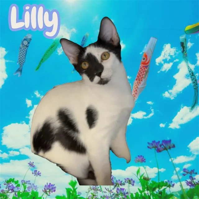 A baby small-sized female Domestic Short Hair cat named Lilly for adoption in Visalia, CA